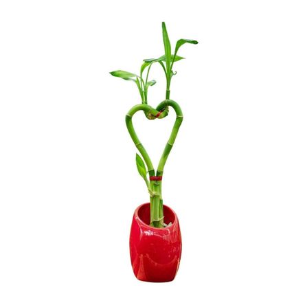 Planta Semisombra Bambu Corazón