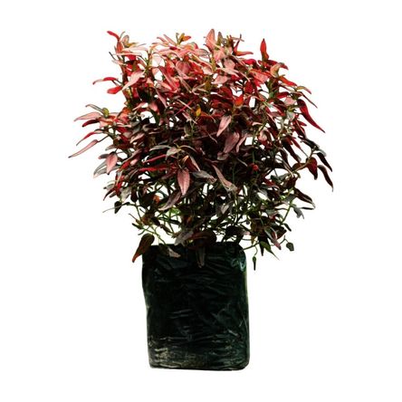 Planta Semisombra Acalifa Roja