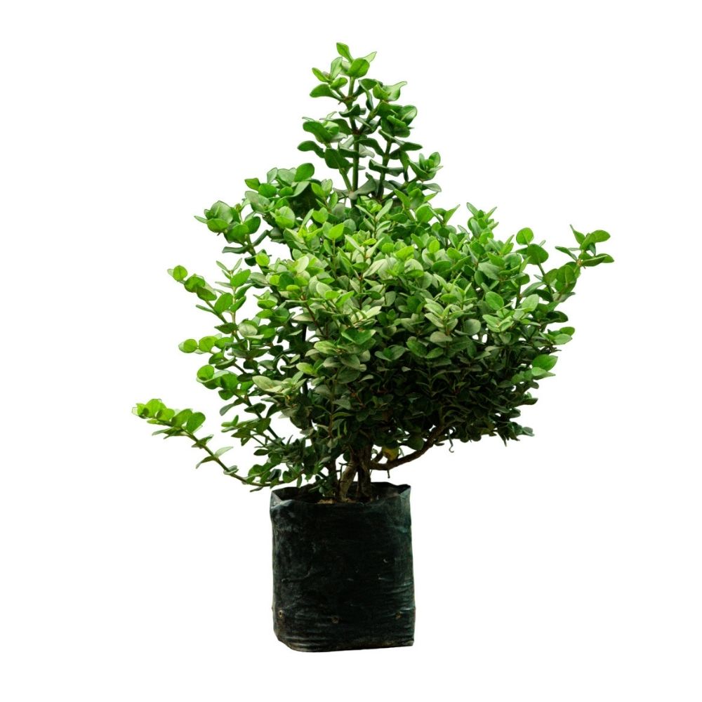 Planta Semisombra Carissa Planta Semisombra Carissa