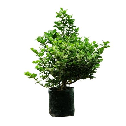 Planta Semisombra Carissa Planta Semisombra Carissa