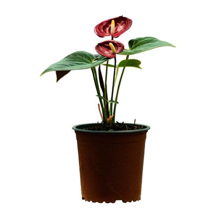 Planta Semisombra Anturio Delicata Planta Semisombra Anturio Delicata