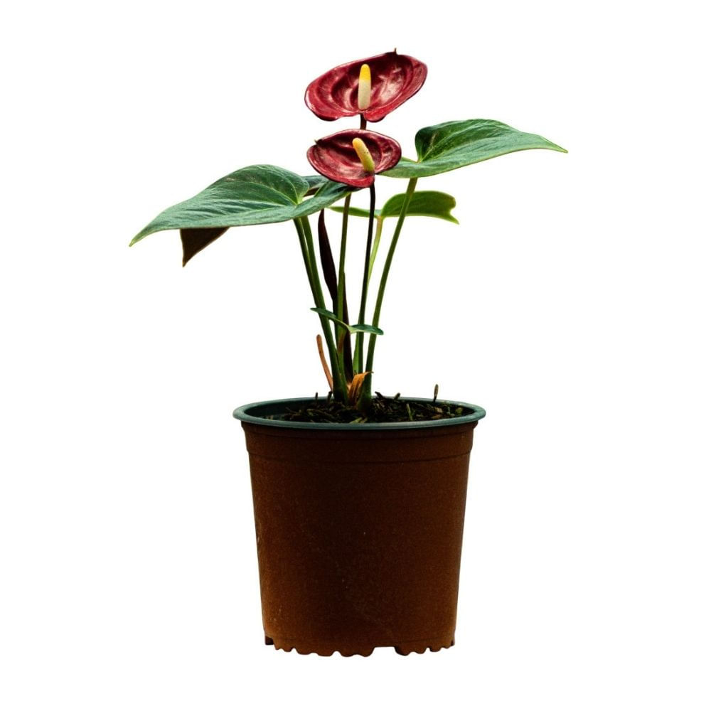 Planta Semisombra Anturio Delicata