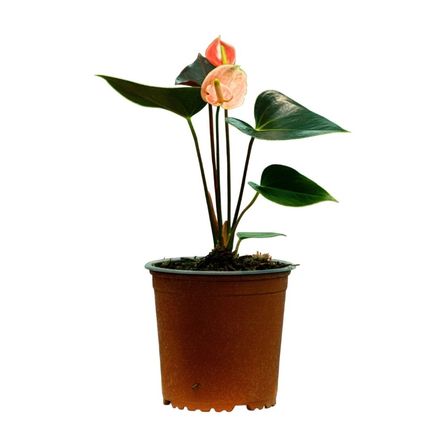 Planta Semisombra Anturio Mystique