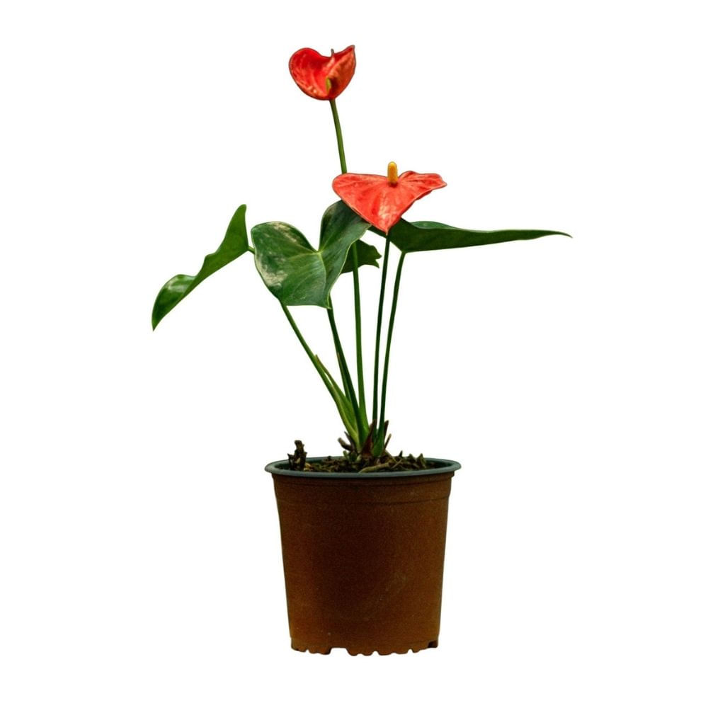 Planta Anturio Florida Vivero Tropical Semisombra Amarillo 30x30 cm Planta Anturio Florida Vivero Tropical Semisombra Amarillo 30x30 cm