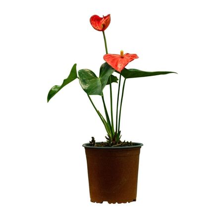 Planta Anturio Florida Vivero Tropical Semisombra Amarillo 30x30 cm Planta Anturio Florida Vivero Tropical Semisombra Amarillo 30x30 cm