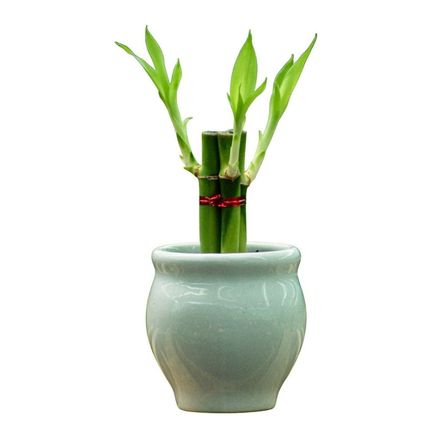 Planta Semisombra Bambu 3 Varas de 7 Cm en Base de Vidrio
