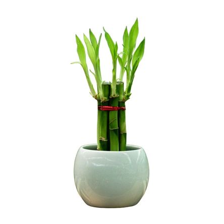 Planta Semisombra Bambu 7 Varas de 16 Cm en Base de Emoji O Gota