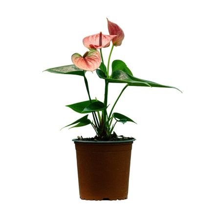 Planta Semisombra Anturio Sweet Dream
