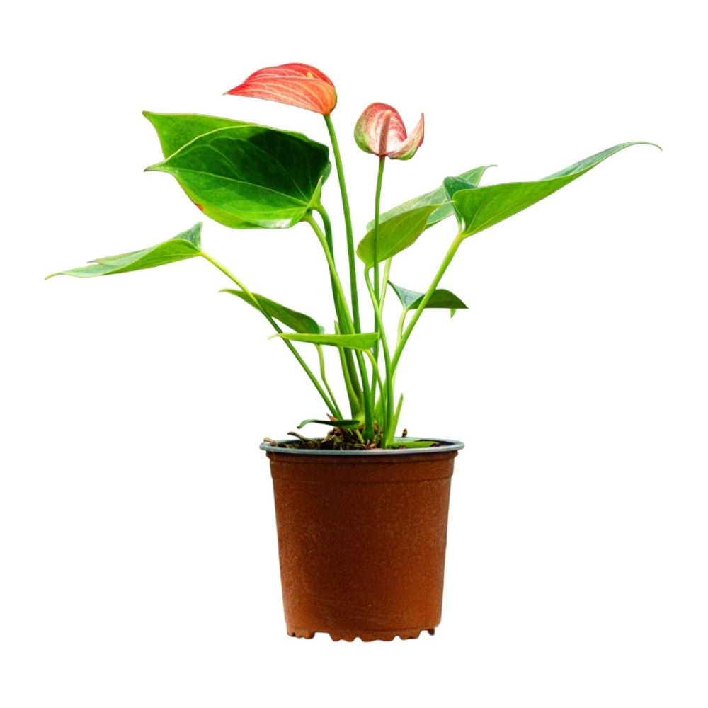 Planta Semisombra Anturio Livium Red Planta Semisombra Anturio Livium Red