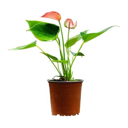 Planta Semisombra Anturio Livium Red Planta Semisombra Anturio Livium Red