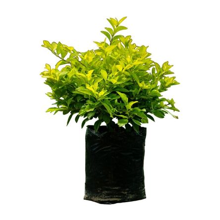 Planta Semisombra Duranta # B5 Planta Semisombra Duranta # B5