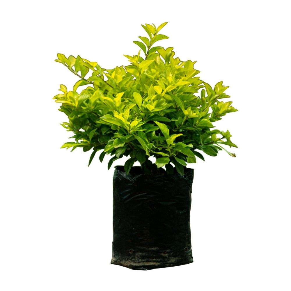 Planta Semisombra Duranta # B5