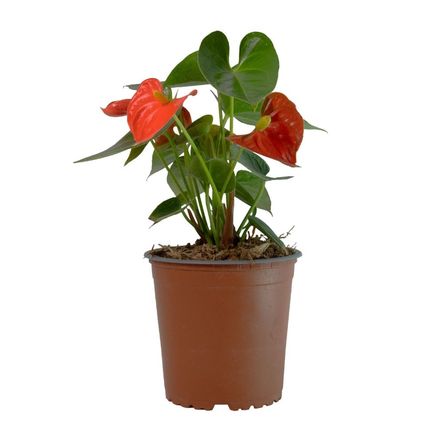 Planta Semisombra Anturio Sierra Orange