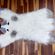 imageUrl_5