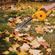 imageUrl_11