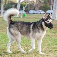 Bozal de Tela Hociquera Regulable para Perros Talla 3