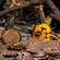 imageUrl_11