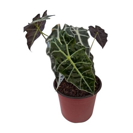 Planta de Semisombra Alocasia Amazonica 4Estaciones Planta de Semisombra Alocasia Amazonica 4Estaciones