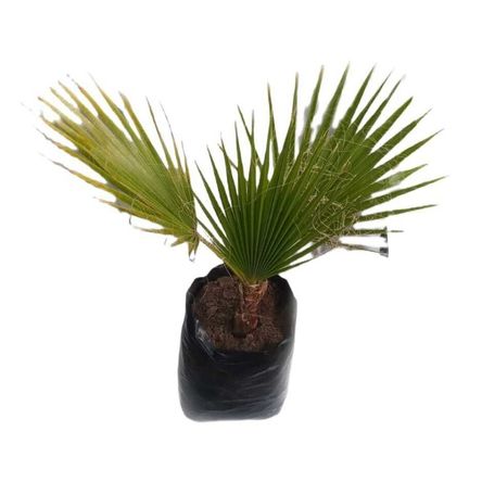 Planta natural Palmera Abanico 1 metro Bolsa