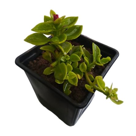 Planta natural Aptenia verde con maceta