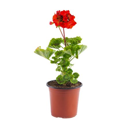 Planta Geranio 4Estaciones