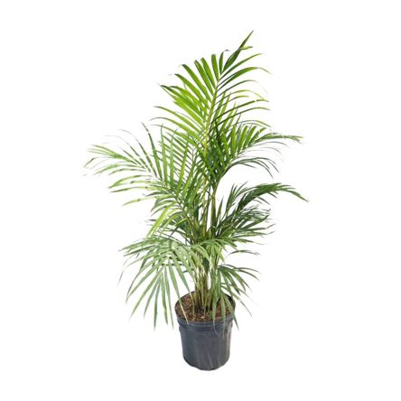 Planta Palmera Hawaiana Mediana 4Estaciones Planta Palmera Hawaiana Mediana 4Estaciones