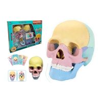 Juego Didáctico Modelo Anatómico 4D Cráneo Humano Para Niños