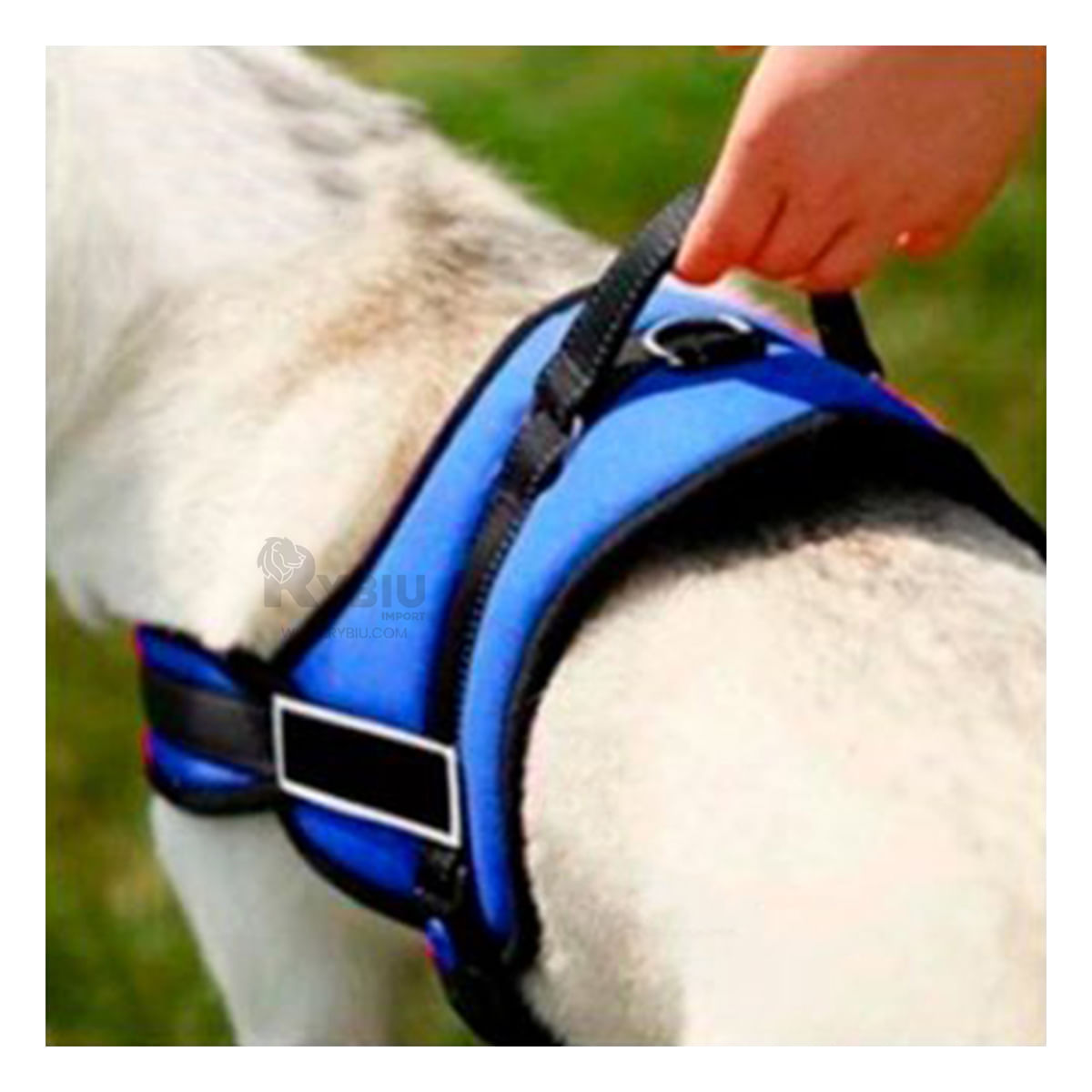 Arnes Resistente para Caminata de Color Azul Y+Agendita