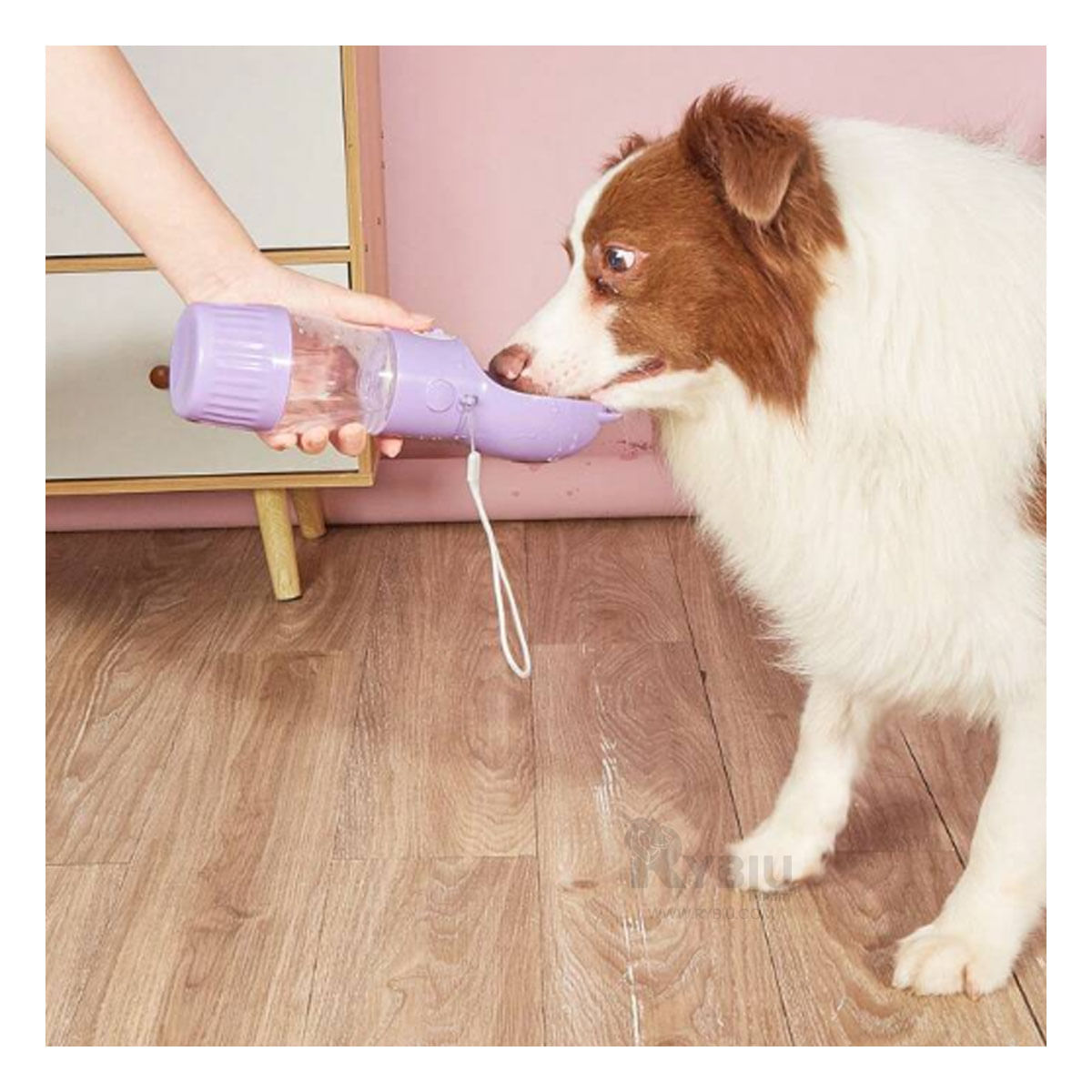 Dispensador en Forma de Gato en Color Lila Y+Agendita