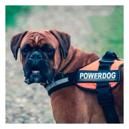 Arnes en Forma de Chaleco de Anaranjado Y+Agendita Arnes en Forma de Chaleco de Anaranjado Y+Agendita