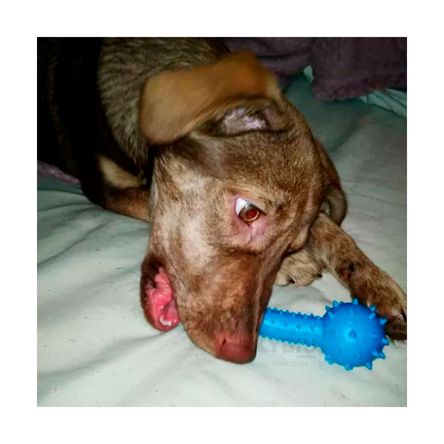 Juguete para Perros de Color Celeste Y+Papel de Regalo