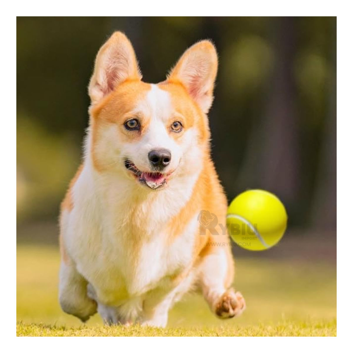 Set con Balones de Beisbol Deportivo Y+Stickers
