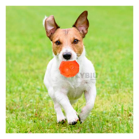 Pelota con Diseño de Huesos para Perro en Anaranjado