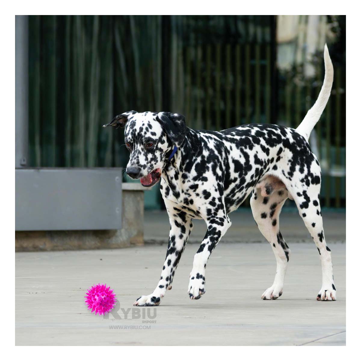 Set de Juguetes para Mascotas en Rosado Y+Agendita