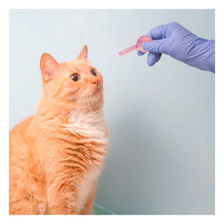 Pipeta para Pulgas en Gato de Rosado Y+Papel de Regalo