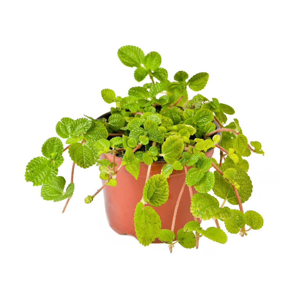 Planta Natural Llama Dollar Mp 4Estaciones - Semisombra