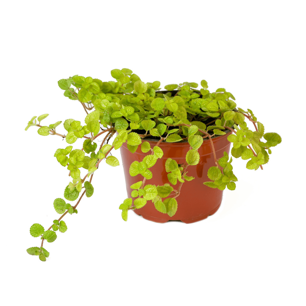 Planta Natural Llama Plata Mp 4Estaciones - Semisombra