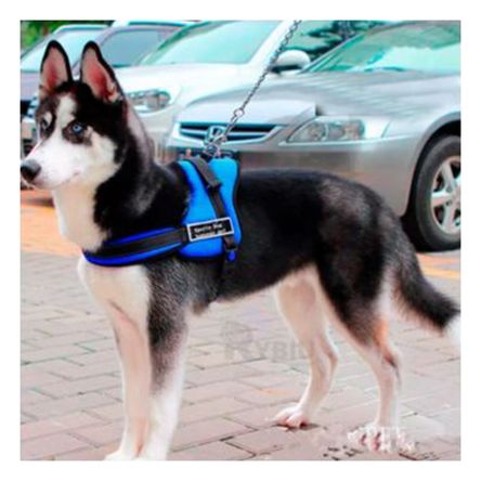 Arnes Funcional para Paseo de Color Azul Y+Stickers Arnes Funcional para Paseo de Color Azul Y+Stickers