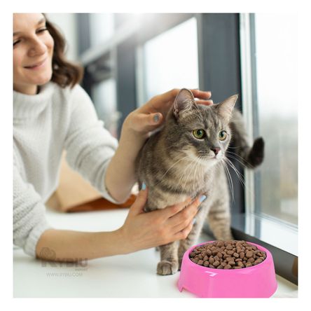 Plato Innovador para Pets de Color Rosado Y+Stickers