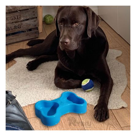 Plato Resistente para Pet Doble Celeste Y+Papel de Regalo