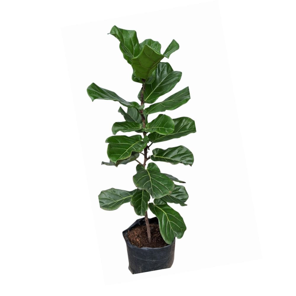 Planta Natural Ficus Lyrata 4Estaciones