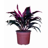 Planta Natural Dracaena Roja Enana 4Estaciones