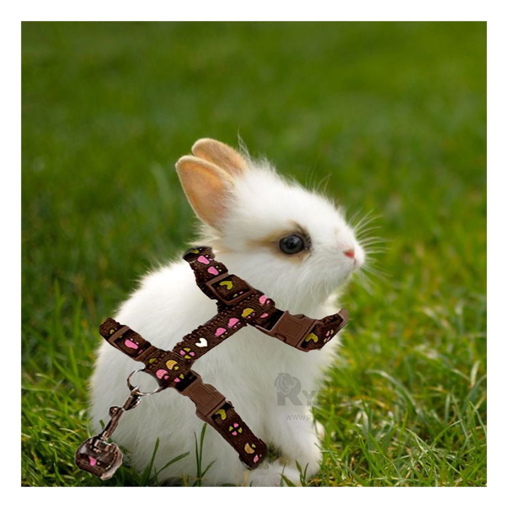 Arnes de Paseo para Conejo en Color Marron Y+Papel de Regalo Arnes de Paseo para Conejo en Color Marron Y+Papel de Regalo