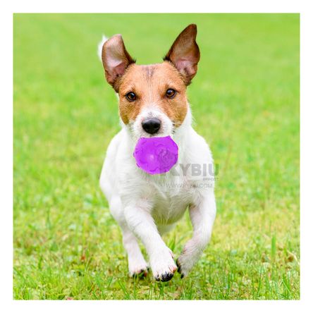 Pelota con Diseño de Huesos para Perro en Morado