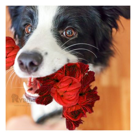Soga Canina Versatil con Agarradera en Color Rojo Y+Stickers