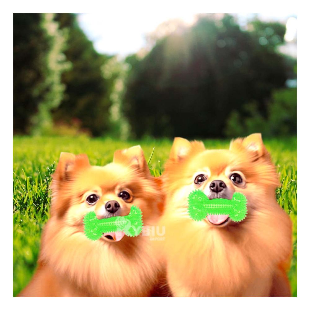 Set de Juego para Can en Color Verde Y+Stickers Set de Juego para Can en Color Verde Y+Stickers