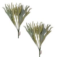 Pack de 2 Plantas Tipo Cuerno De Veado 8050 FLORIPASTORE