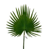 Follaje De Lluvia De Oro de 90Cm 00076 FLORIPASTORE