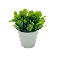 Arreglo de Follaje Tipo Ruda de 15cm 00129-2 FLORIPASTORE