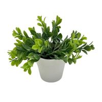 Arreglo de Eucalipto de 15cm 00132-2 FLORIPASTORE